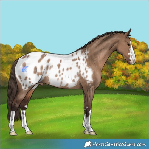 Horse Color:Liver Red Dun Appaloosa Rabicano 