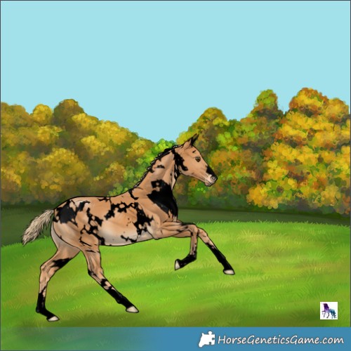 Horse Color:Void White Spotted Chestnut 