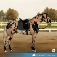 Horse Color:Void White Spotted Chestnut 