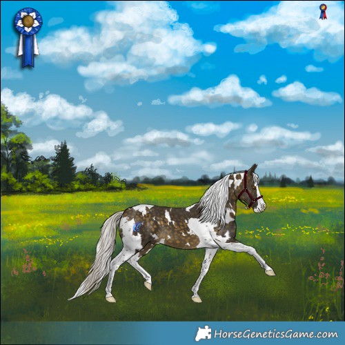 Horse Color:White Spotted Silver Buckskin Splash Tobiano