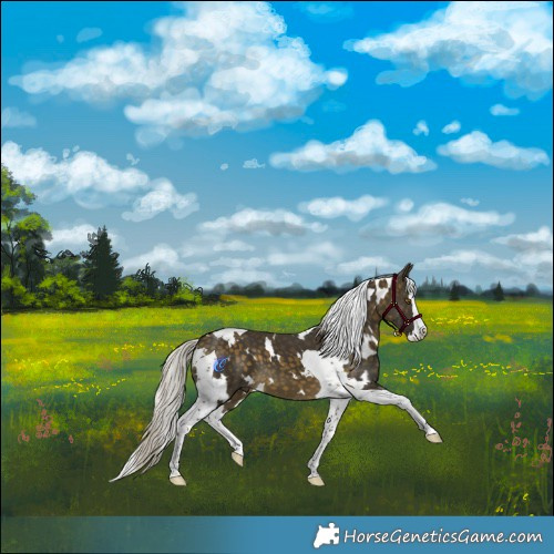 Horse Color:White Spotted Silver Buckskin Splash Tobiano 