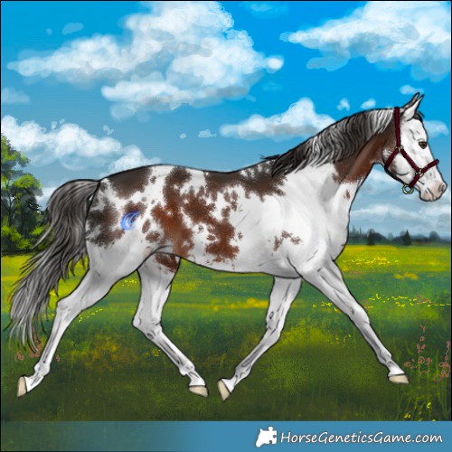 Horse Color:White Spotted Liver Chestnut Splash 