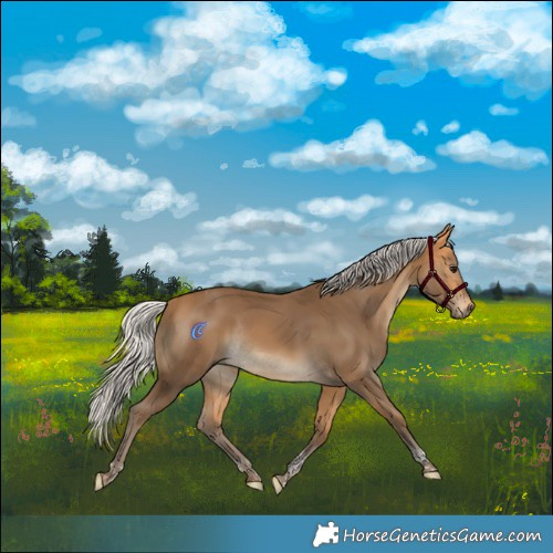 Horse Color:Silver Buckskin Tobiano Rabicano 
