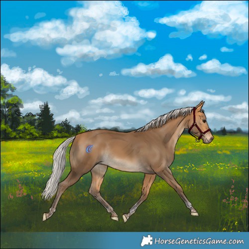 Horse Color:Silver Buckskin Tobiano Rabicano 