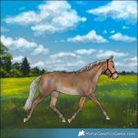 Horse Color:Silver Buckskin Tobiano Rabicano 