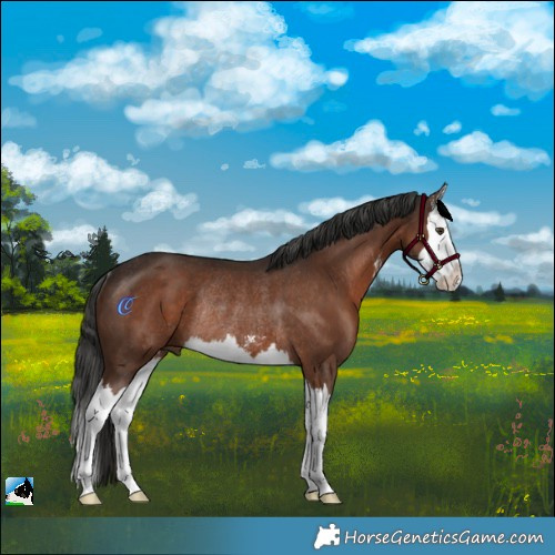 Horse Color:Liver Chestnut Sabino Splash Rabicano