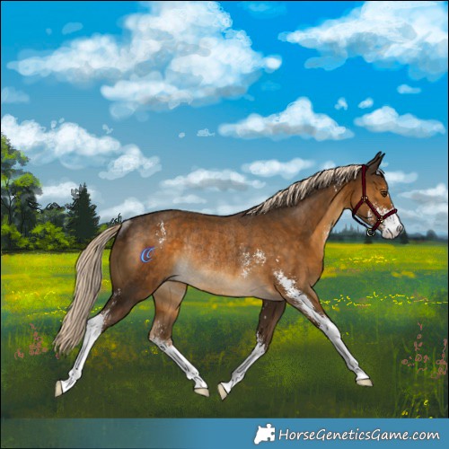 Horse Color:Chocolate Palomino Sabino Rabicano