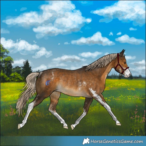 Horse Color:Chocolate Palomino Sabino Rabicano 