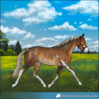 Horse Color:Chocolate Palomino Sabino Rabicano