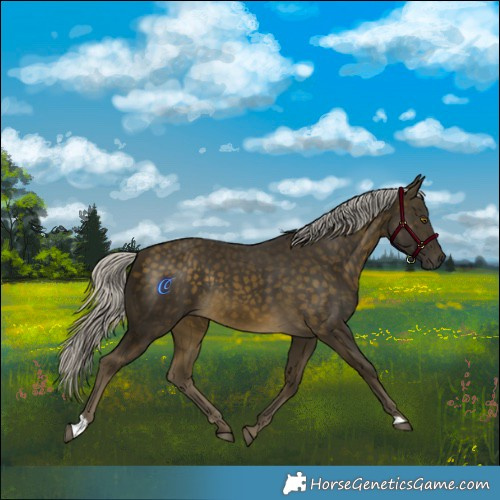 Horse Color:Silver Buckskin Rabicano 