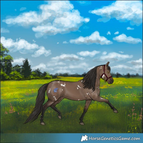 Horse Color:White Spotted Liver Red Dun Rabicano 