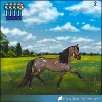 Horse Color:White Spotted Liver Red Dun Rabicano