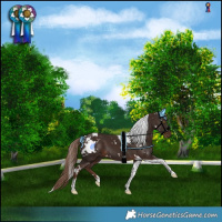 Horse Color:White Spotted Liver Chestnut Tobiano