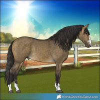 Horse Color:Buckskin Dun 