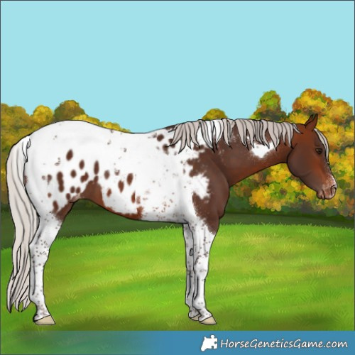 Horse Color:Silver Brown Tobiano Appaloosa