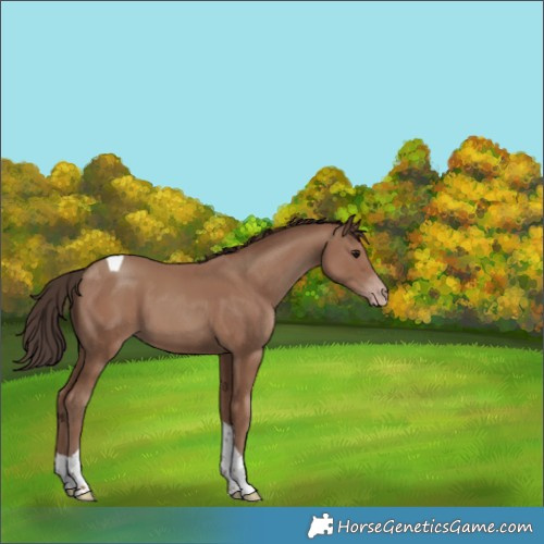 Horse Color:Classic Champagne Tobiano