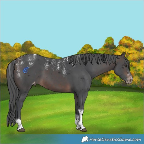 Horse Color:Unknown 