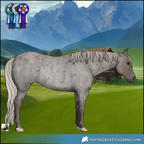 Horse Color:Silver Blue Roan Rabicano