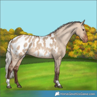 Horse Color:Silver Brown Dun Blanket 