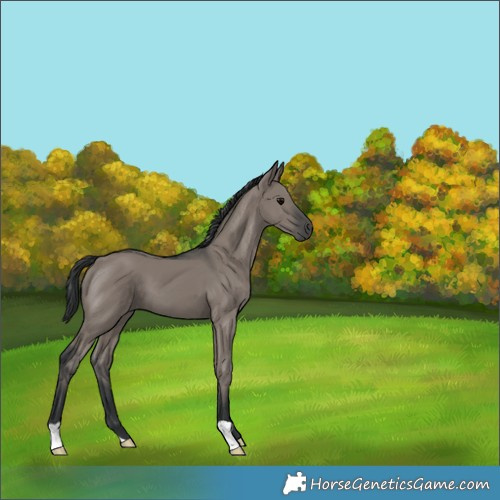 Horse Color:Grullo 