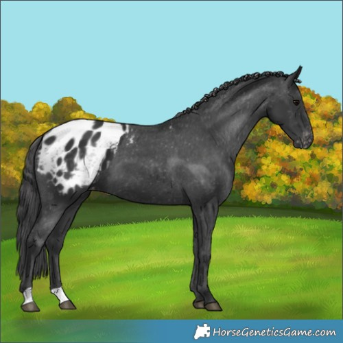 Horse Color:Black Appaloosa 