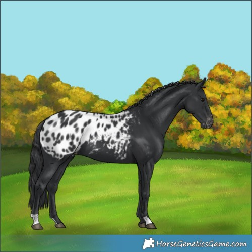 Horse Color:Black Near Leopard 