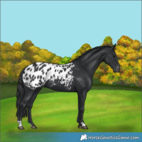 Horse Color:Black Near Leopard 