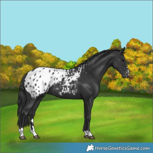 Horse Color:Black Blanket 