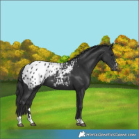 Horse Color:Black Blanket 