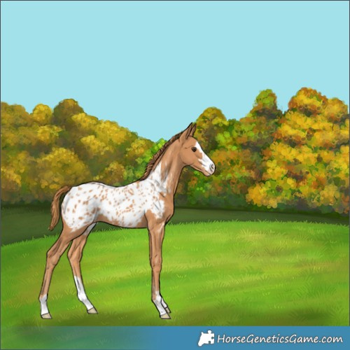 Horse Color:Chestnut Blanket 
