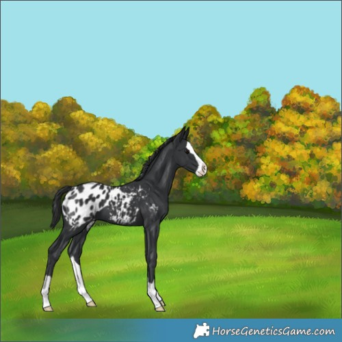 Horse Color:Black Splash Blanket 