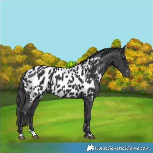 Horse Color:Black Appaloosa