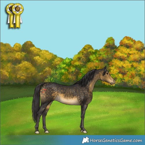 Horse Color:Buckskin 