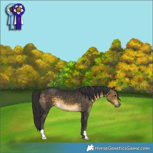Horse Color:Buckskin 
