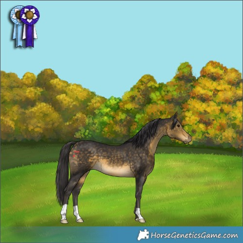 Horse Color:Buckskin 