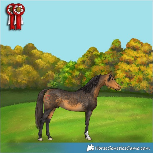 Horse Color:Buckskin