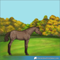 Horse Color:Liver Red Dun Brindle