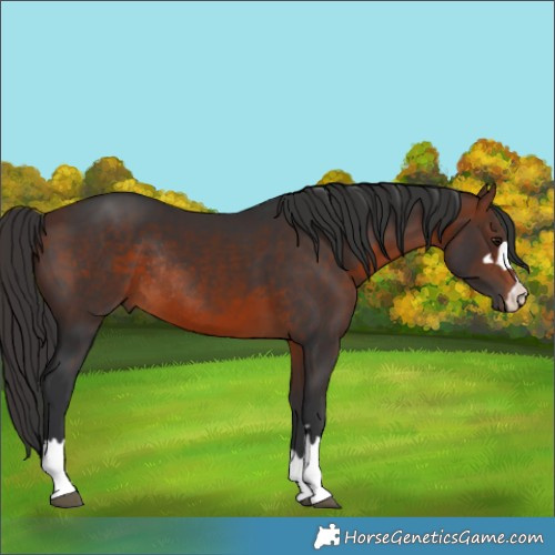 Horse Color:Brown Rabicano