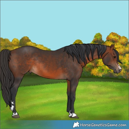 Horse Color:Brown Rabicano
