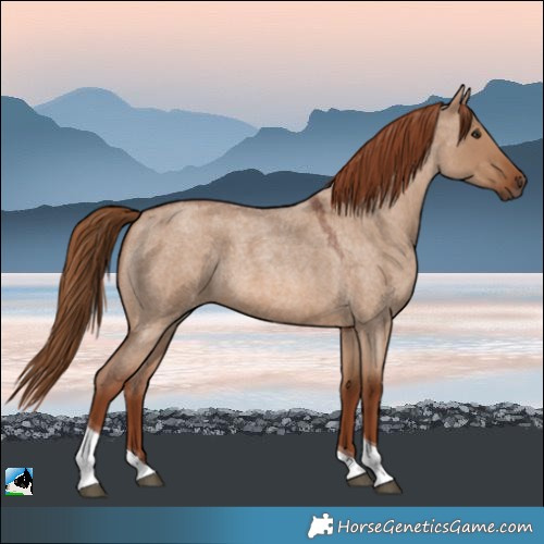 Horse Color:Red Dun Roan Tobiano