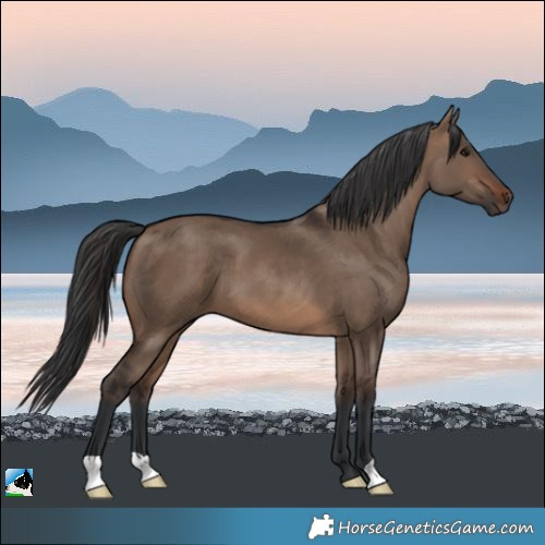 Horse Color:Brown Dun
