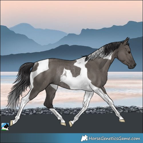 Horse Color:Smoky Grullo Tobiano Rabicano