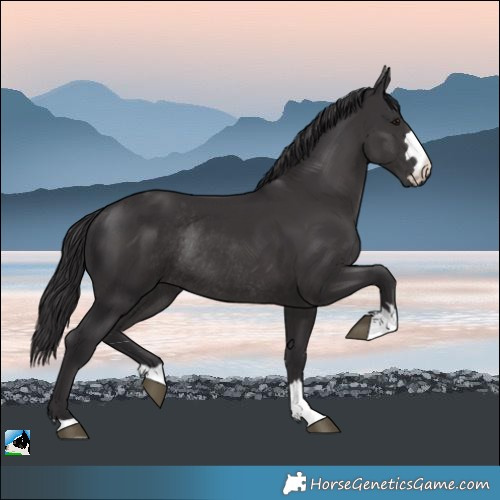 Horse Color:Smoky Black Rabicano