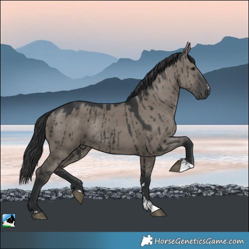 Horse Color:Grullo Rabicano Brindle 