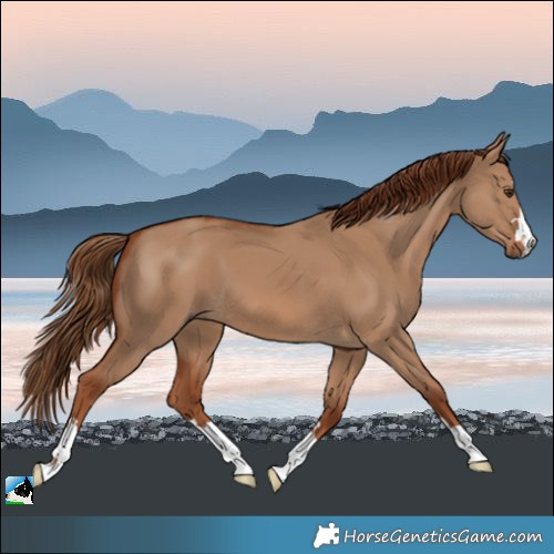 Horse Color:Red Dun 