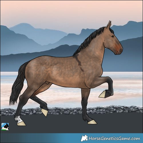 Horse Color:Brown Dun 