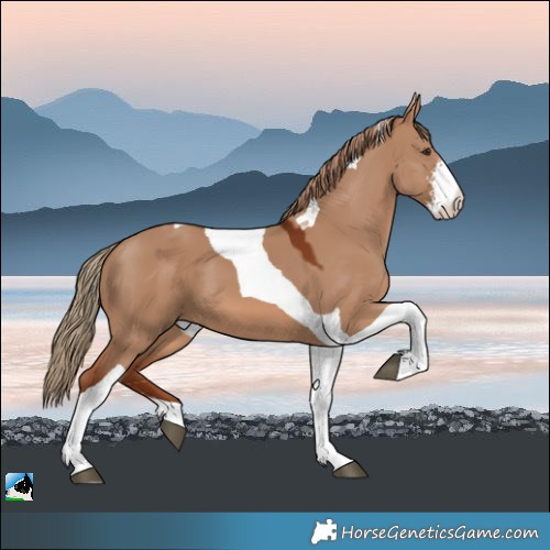 Horse Color:Red Dun Sabino Tobiano 