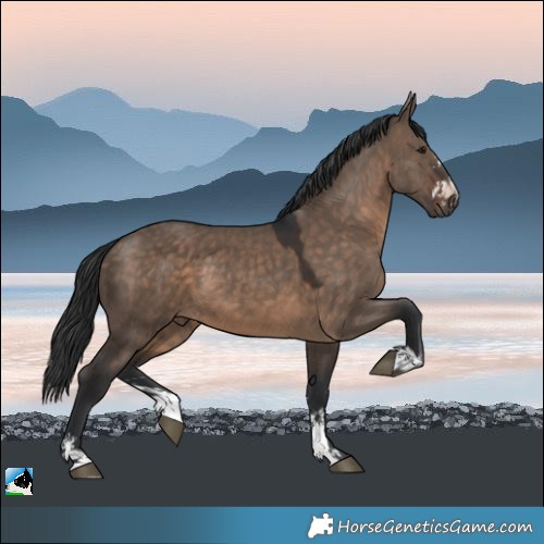 Horse Color:Brown Dun Sabino 