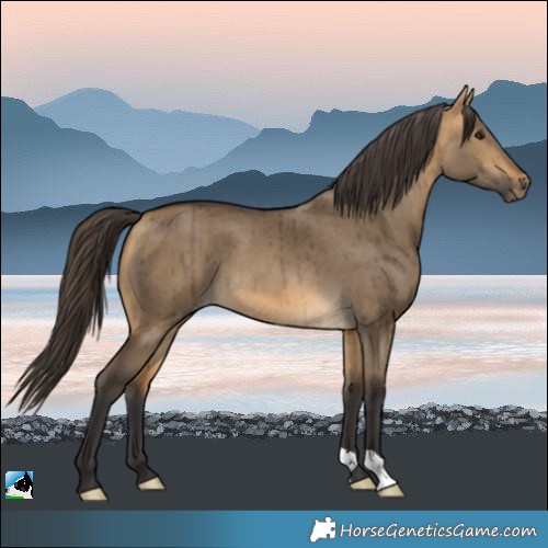 Horse Color:Buckskin Dun Brindle 