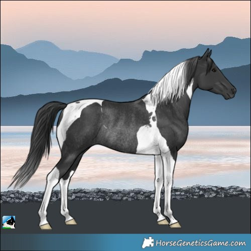 Horse Color:Black Tobiano Rabicano